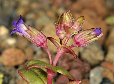 Collinsia callosa, photographed by Steve Matson