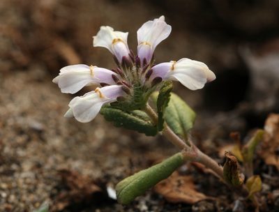 Collinsia corymbosa, photographed by Steve Matson