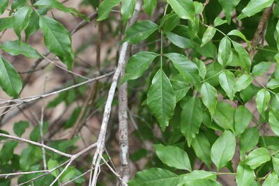 Pandorea floribunda, photographed by Greg Tasney