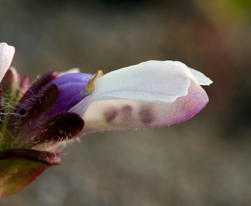 Collinsia corymbosa, photographed by Steve Matson