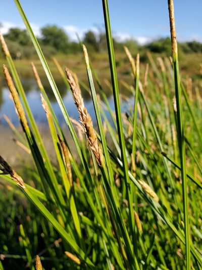 Eleocharis quadrangulata, photographed by Tom Field