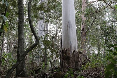 Eucalyptus grandis, photographed by Greg Tasney