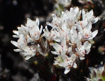 Metalasia strictifolia, photographed by Nicola van Berkel
