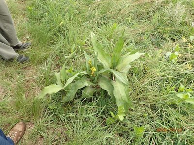 Hypoxis colchicifolia, photographed by Peter Warren