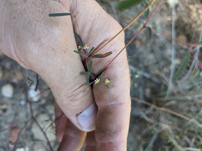 Euphorbia missurica, photographed by Cleveland Powell
