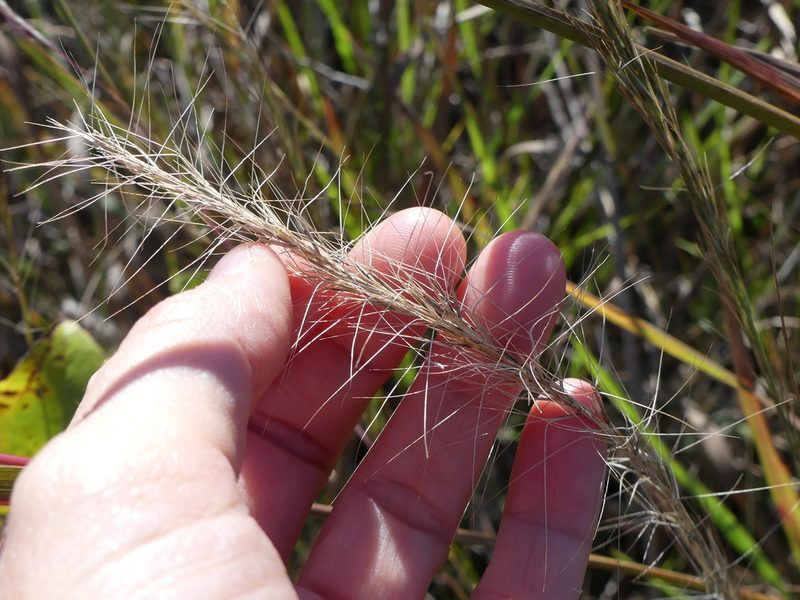 Aristida purpurascens, photographed by botanygirl