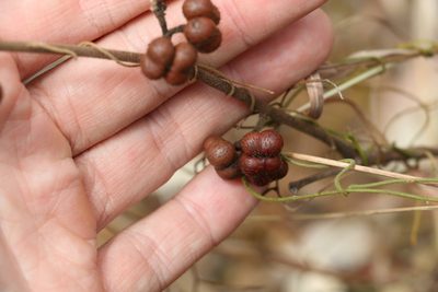 Grewia latifolia, photographed by Greg Tasney