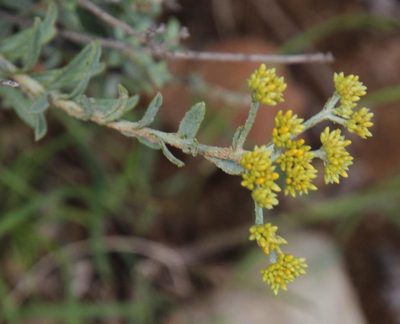 Helichrysum rutilans, photographed by Tony Rebelo