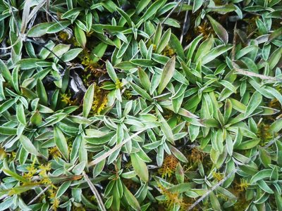 Antennaria neglecta, photographed by Alexis Williams