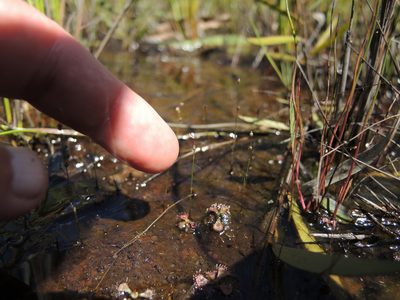 Utricularia geoffrayi, photographed by coenobita