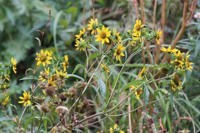 Bidens cernua, photographed by Rob Foster