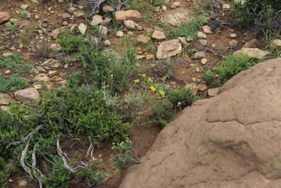 Helichrysum rutilans, photographed by Tony Rebelo