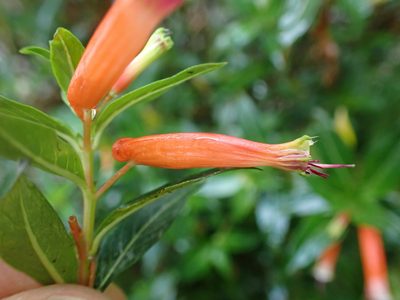 Cuphea ignea, photographed by Skjold Søndergaard