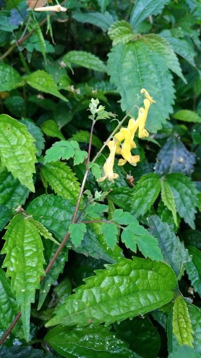 Corydalis pallida, photographed by Lin Scott