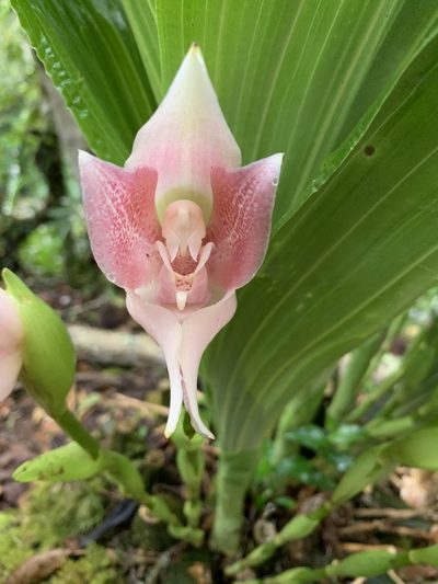 Anguloa virginalis, photographed by Line Juul Nielsen
