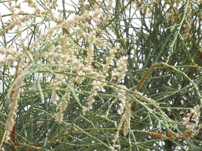 Tamarix aphylla, photographed by Diana