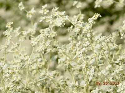 Tidestromia suffruticosa, photographed by Diana