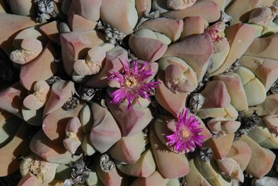 Gibbaeum hartmannianum, photographed by Tony Rebelo