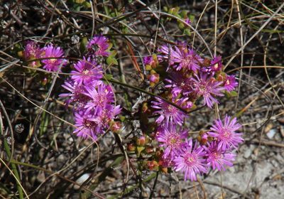 Drosanthemum parvifolium, photographed by Tony Rebelo