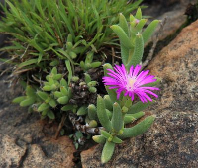 Trichodiadema rogersiae, photographed by Tony Rebelo