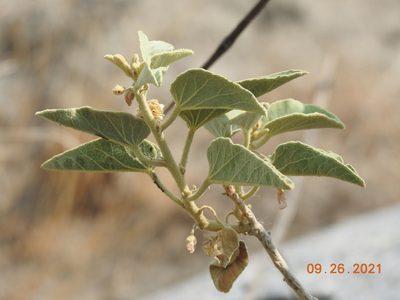 Horsfordia newberryi, photographed by Diana