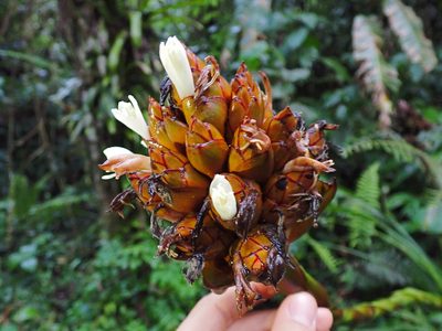 Guzmania inkaterrae, photographed by Skjold Søndergaard