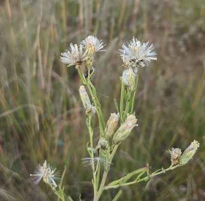Brickellia leptophylla, photographed by Dominic Gentilcore