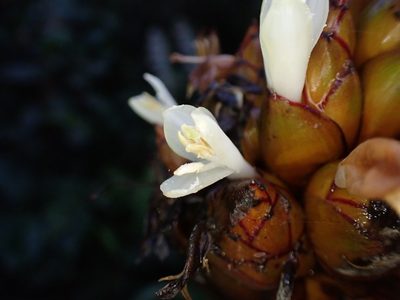 Guzmania inkaterrae, photographed by Skjold Søndergaard