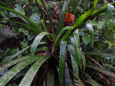 Guzmania inkaterrae, photographed by Skjold Søndergaard