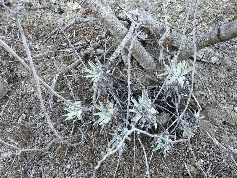Dudleya traskiae, photographed by Jim Riley