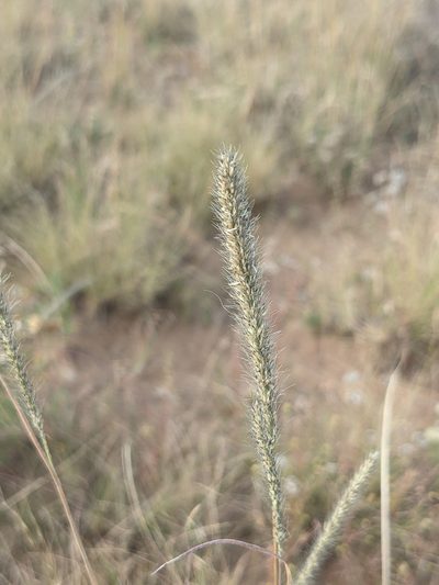Muhlenbergia alopecuroides, photographed by Dominic Gentilcore