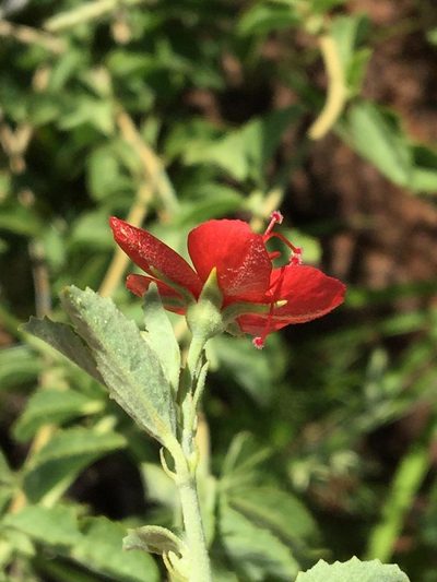 Hibiscus elliottiae, photographed by Dave U