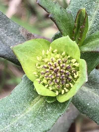 Enydra sessilifolia, photographed by Antonio W. Salas