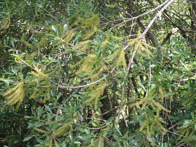 Cyrilla racemiflora, photographed by mfeaver