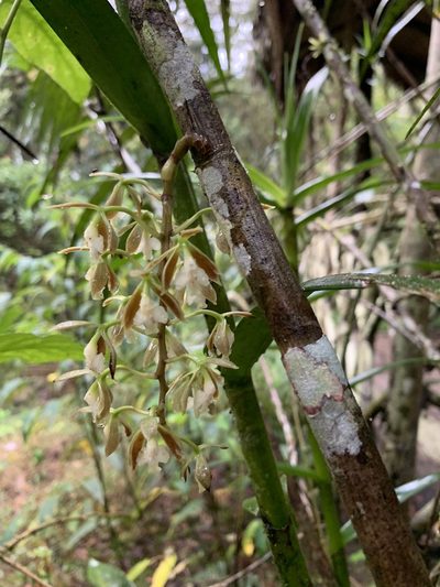 Epidendrum bambusiforme, photographed by Line Juul Nielsen