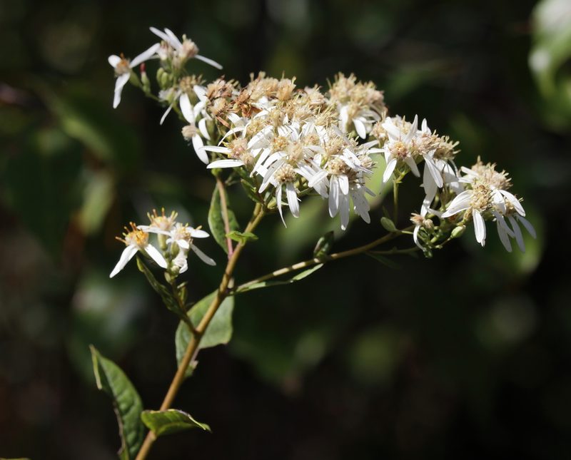 Doellingeria sericocarpoides, photographed by Lauren McLaurin