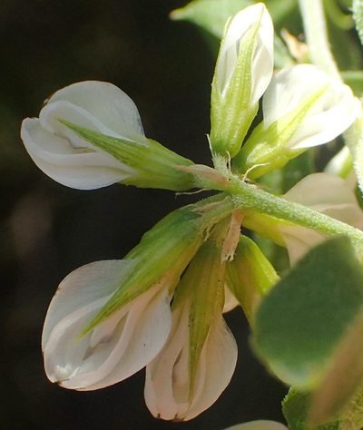 Psoralea bowieana, photographed by Nicola van Berkel
