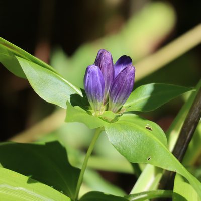 Gentiana clausa, photographed by Betsy Lambert