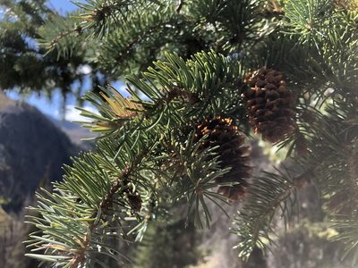 Picea engelmannii, photographed by Christine Rudman