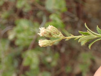 Baccharis plummerae, photographed by George Williams