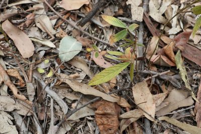 Flemingia parviflora, photographed by Greg Tasney