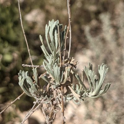 Artemisia bigelovii, photographed by Dominic Gentilcore