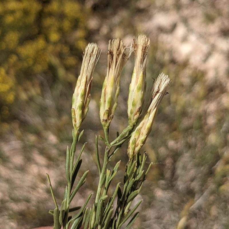 Lorandersonia baileyi, photographed by Dominic Gentilcore