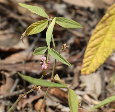 Flemingia parviflora, photographed by Greg Tasney