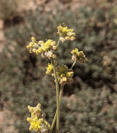Eriogonum lachnogynum, photographed by Dominic Gentilcore