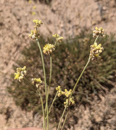 Eriogonum lachnogynum, photographed by Dominic Gentilcore