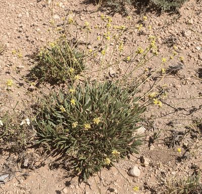 Eriogonum lachnogynum, photographed by Dominic Gentilcore