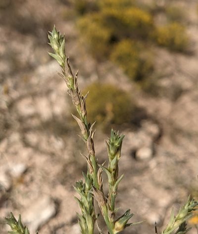 Salsola collina, photographed by Dominic Gentilcore