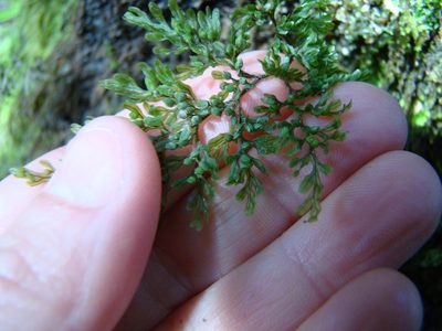 Hymenophyllum villosum, photographed by Lisa Bennett