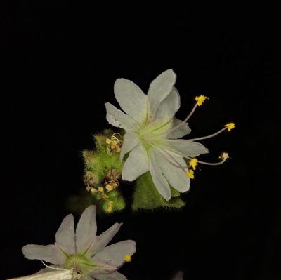 Mirabilis linearis, photographed by Clifton Ladd, C.W.B.